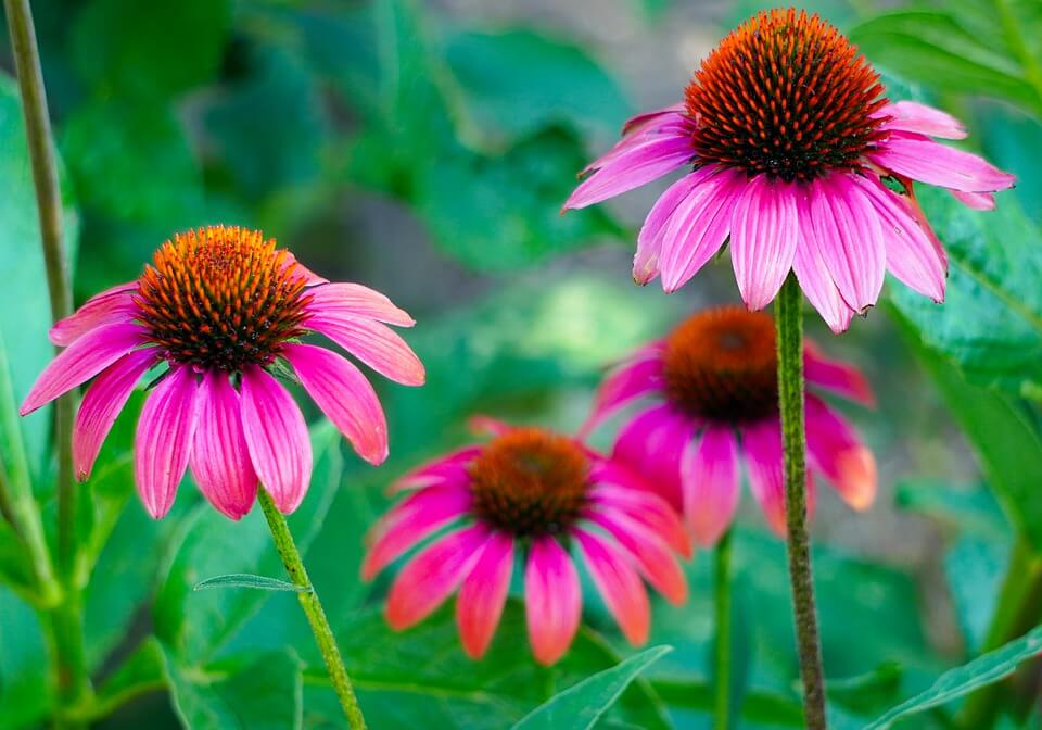 echinacea