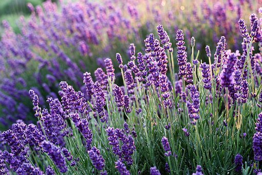 lavanda