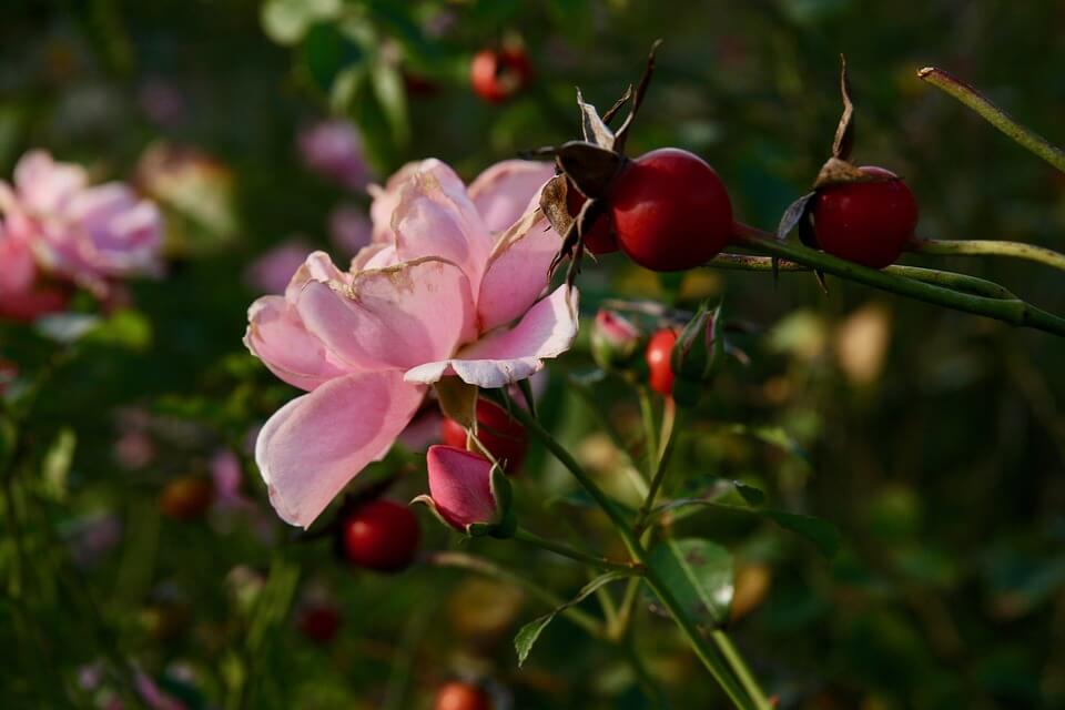 rosa canina