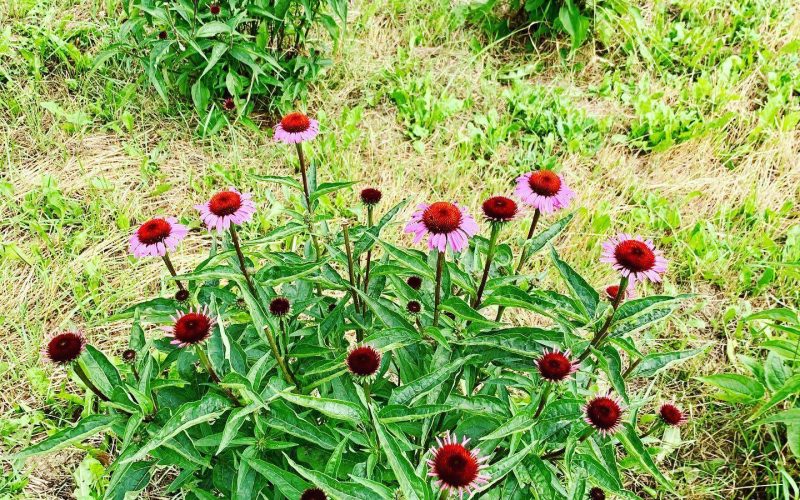 pianta echinacea